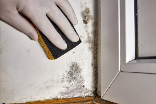 Best Environmental Consulting for Mold Prevention  in Linden, AL
